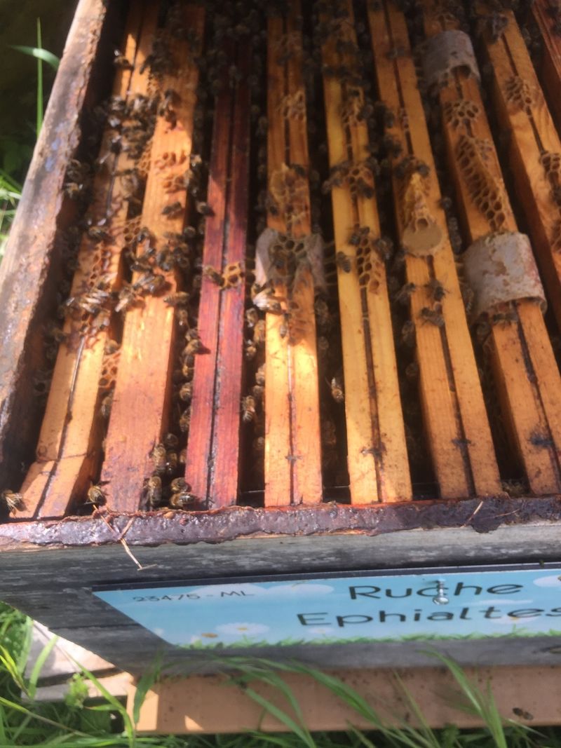 La ruche Ephialtes