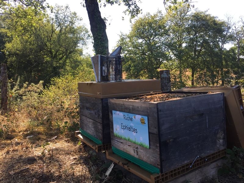 La ruche Ephialtes