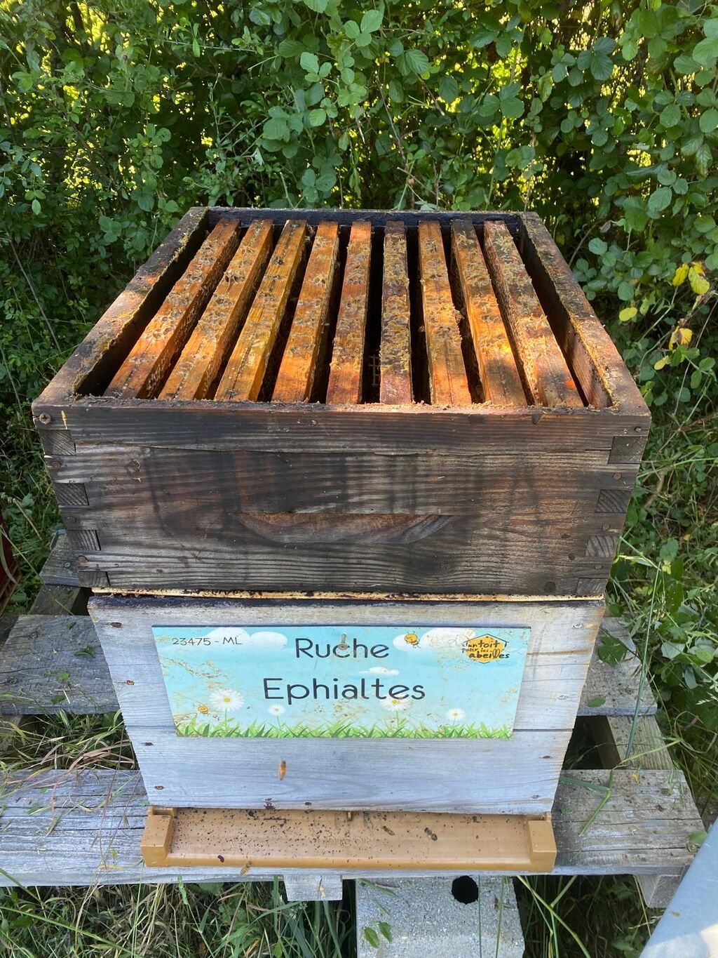 La ruche Ephialtes