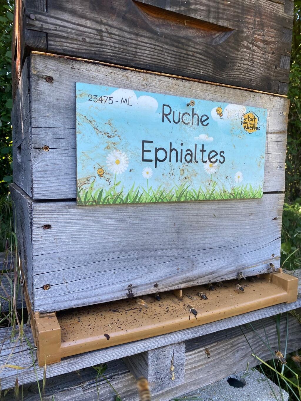 La ruche Ephialtes