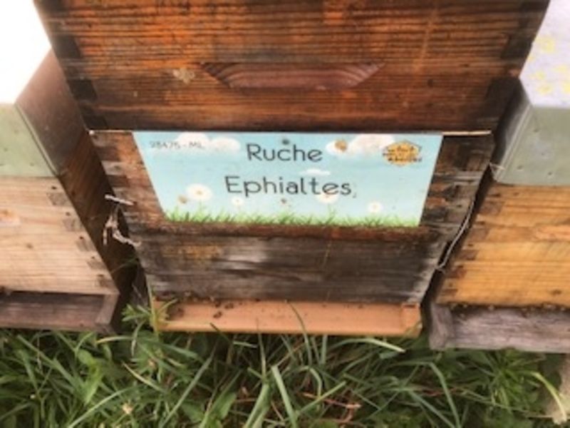 La ruche Ephialtes