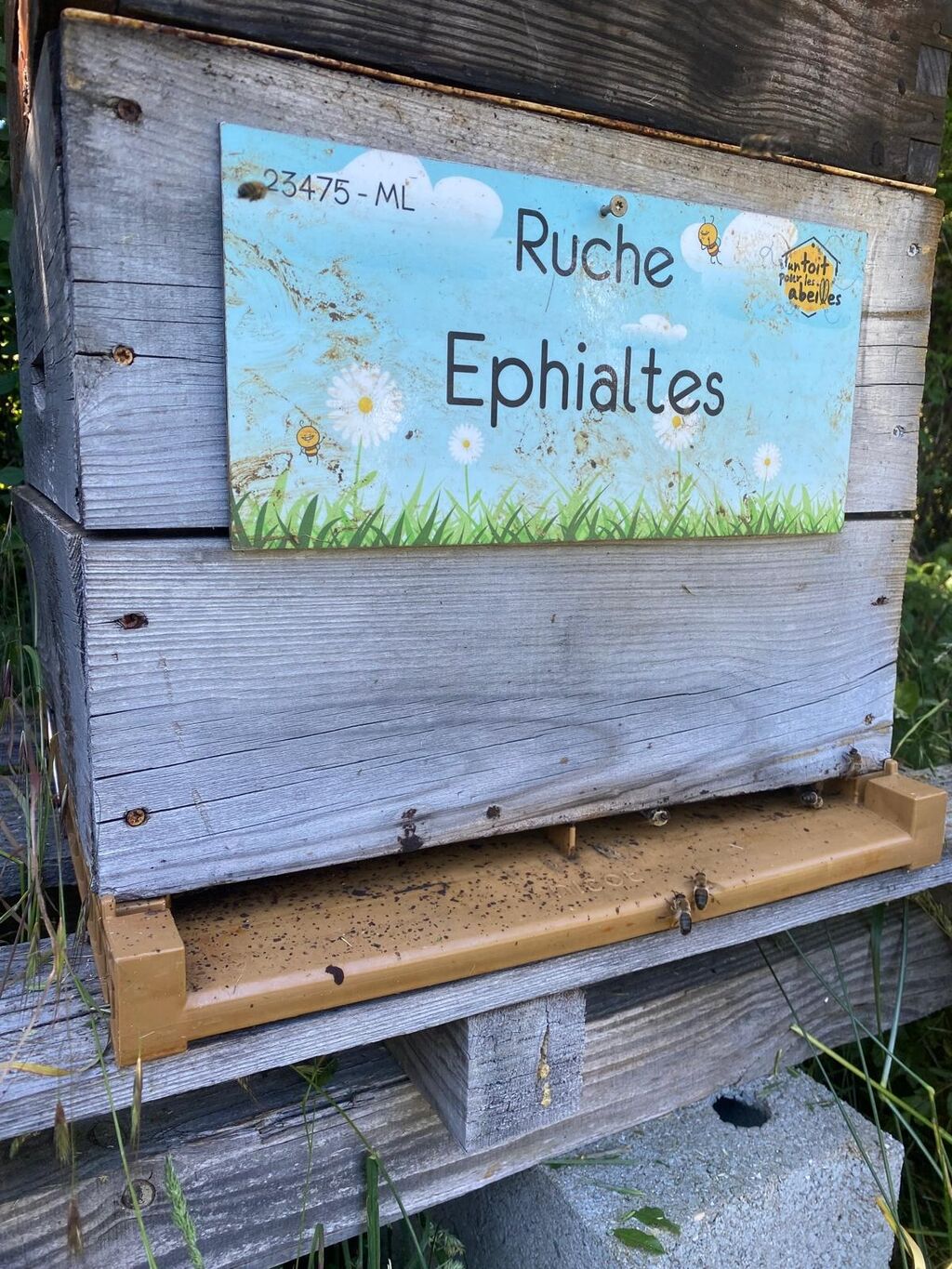 La ruche Ephialtes