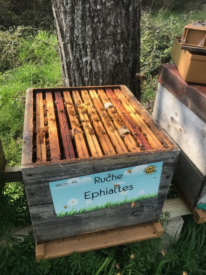 La ruche Ephialtes