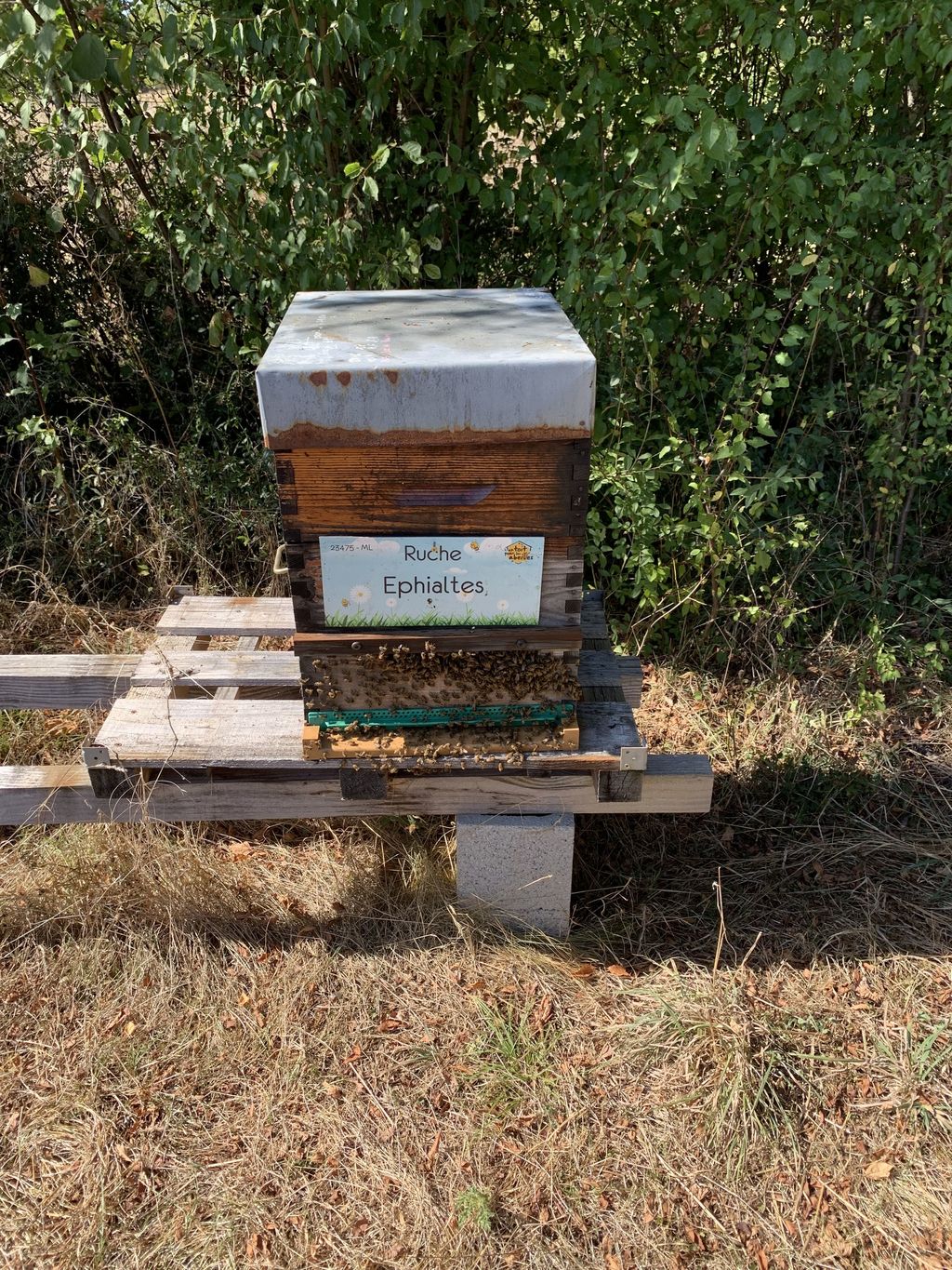 La ruche Ephialtes