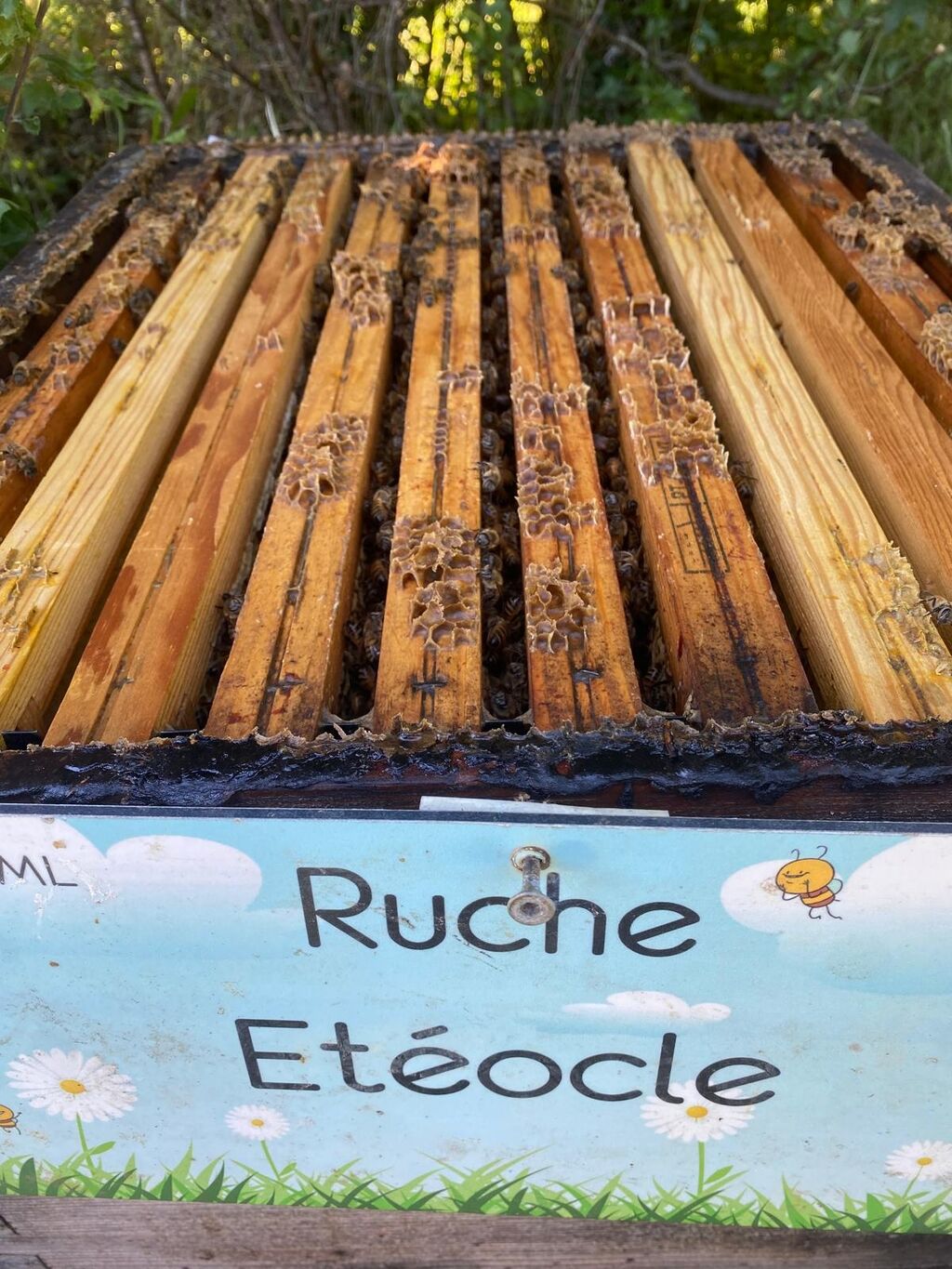 La ruche Etéocle