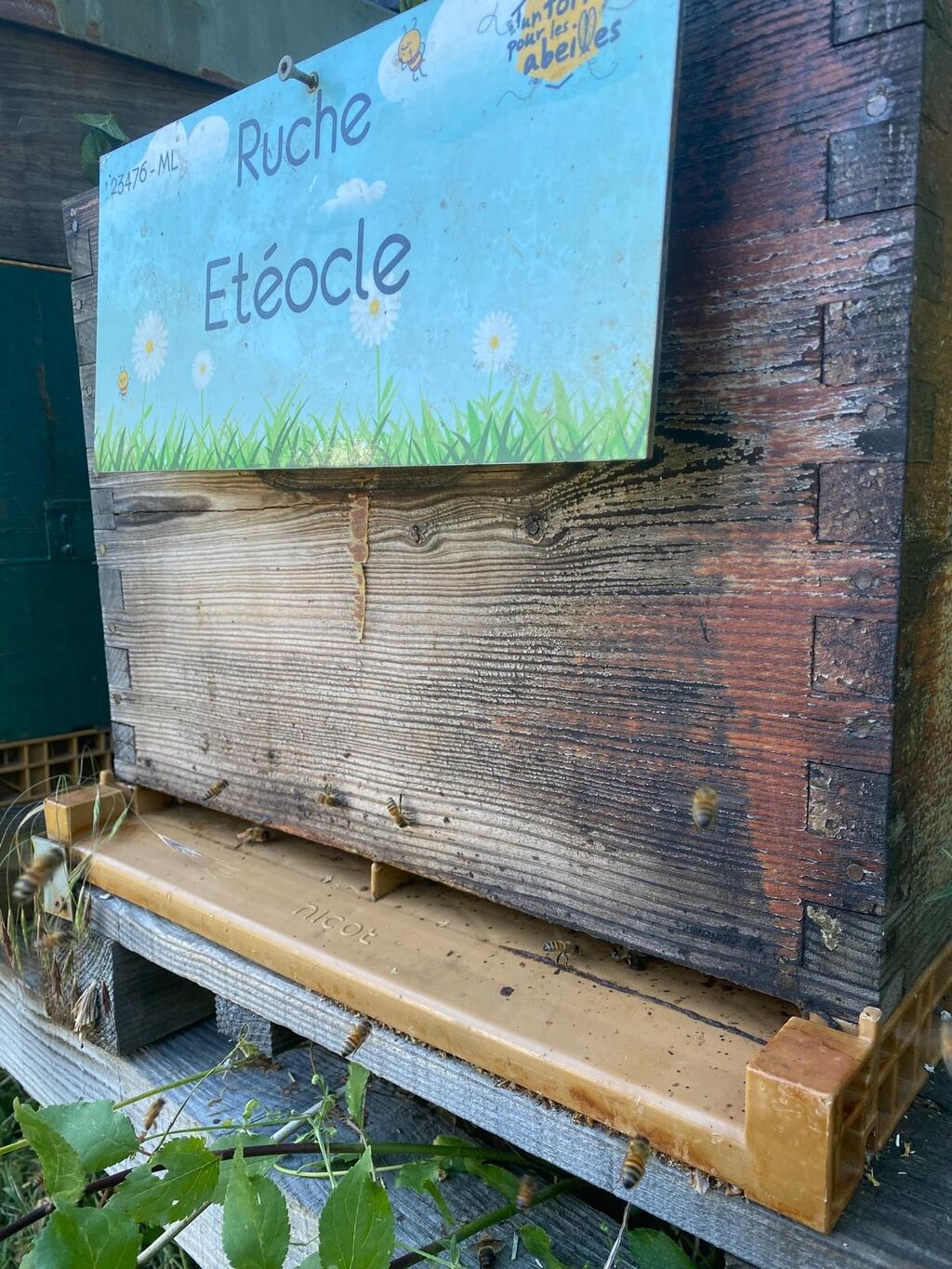 La ruche Etéocle