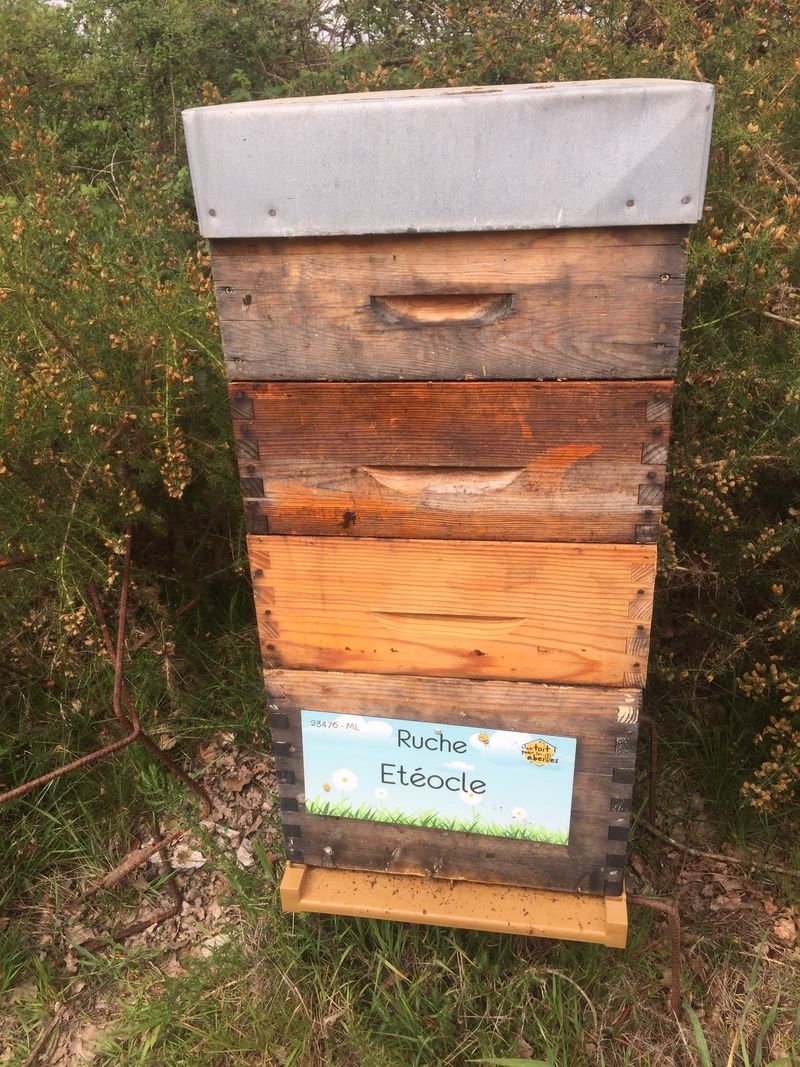 La ruche Etéocle