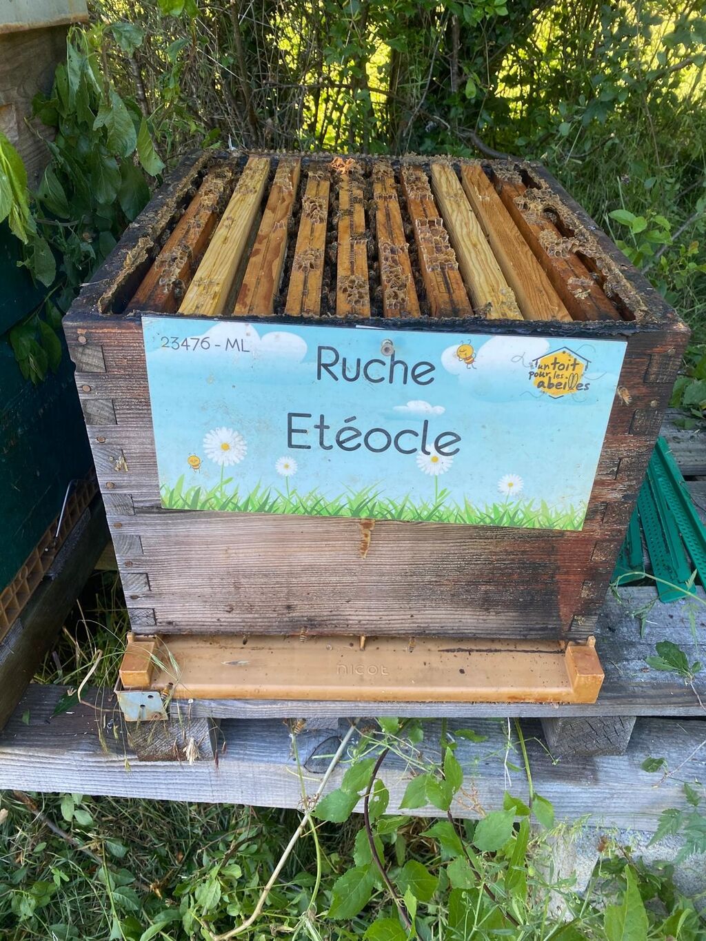 La ruche Etéocle