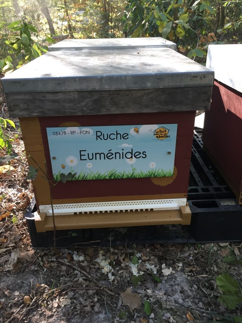 La ruche Euménides