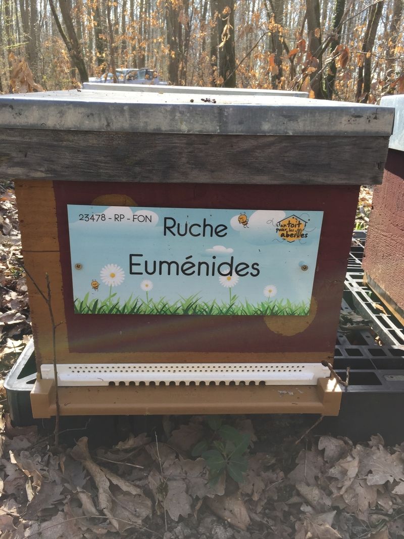 La ruche Euménides