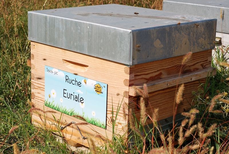 La ruche Euriale