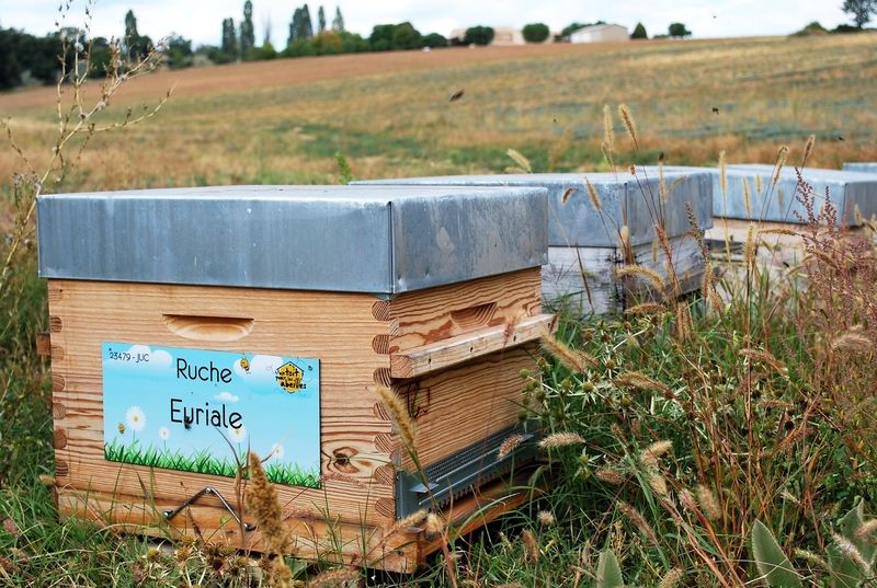 La ruche Euriale