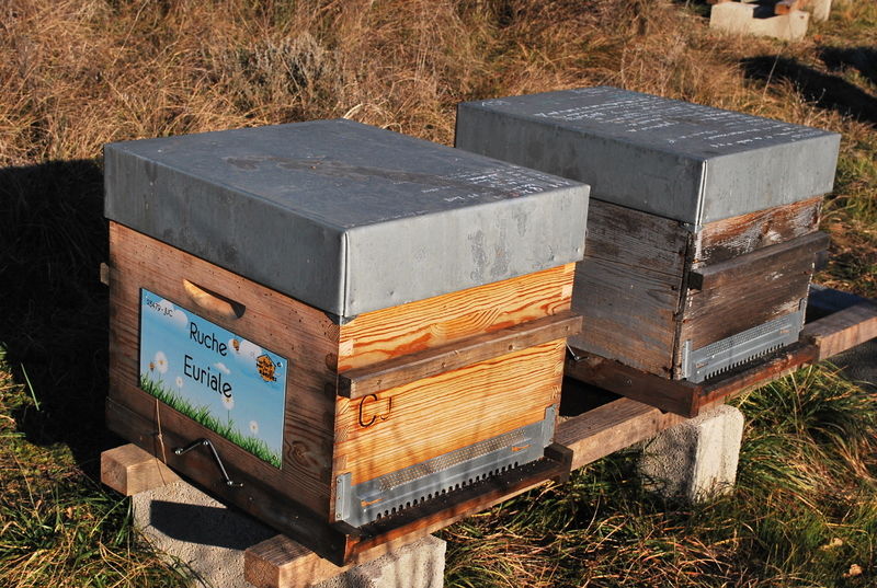 La ruche Euriale