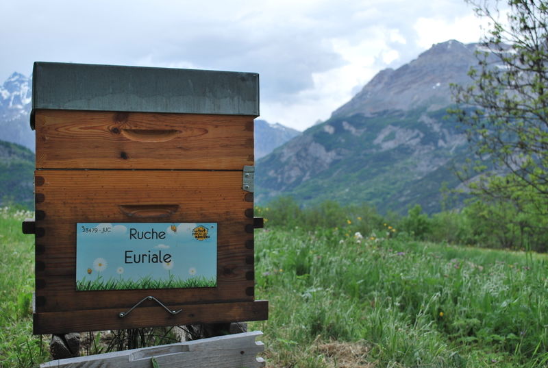 La ruche Euriale