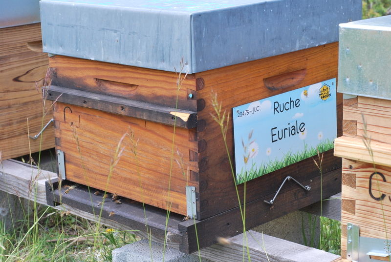 La ruche Euriale