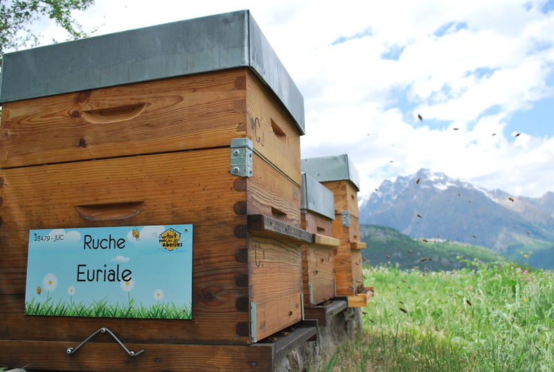 La ruche Euriale