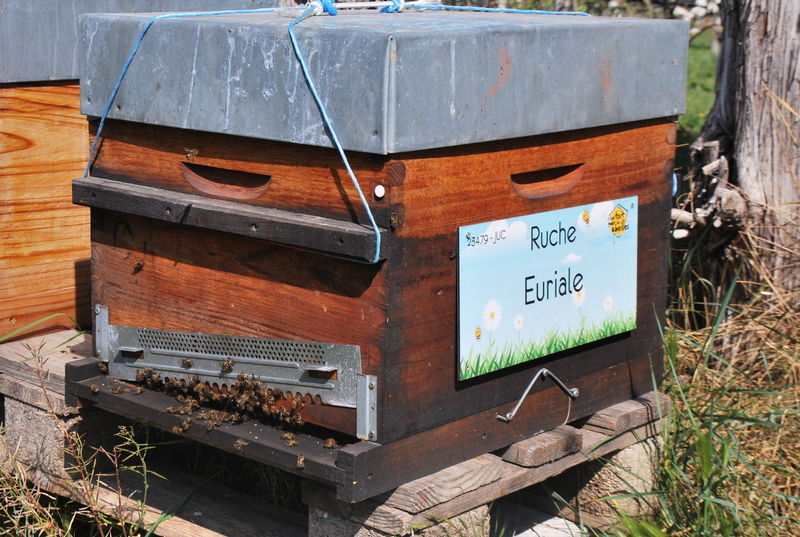 La ruche Euriale