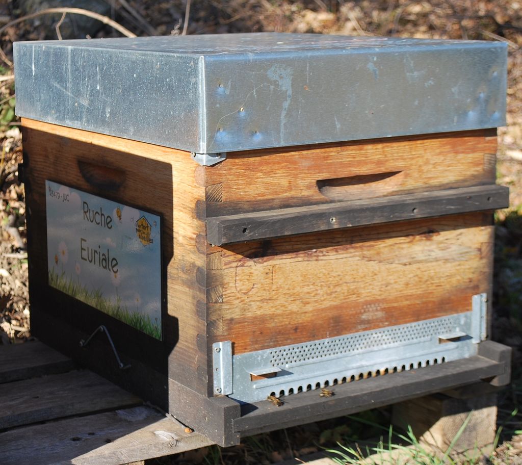 La ruche Euriale