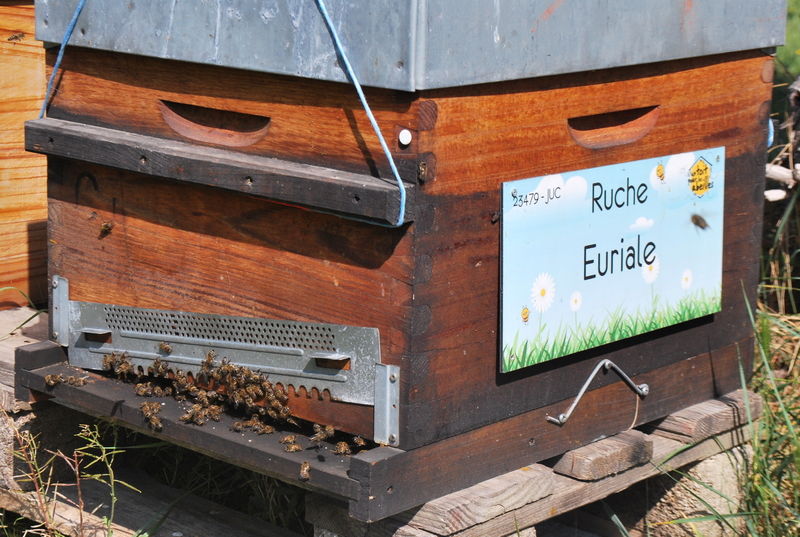 La ruche Euriale