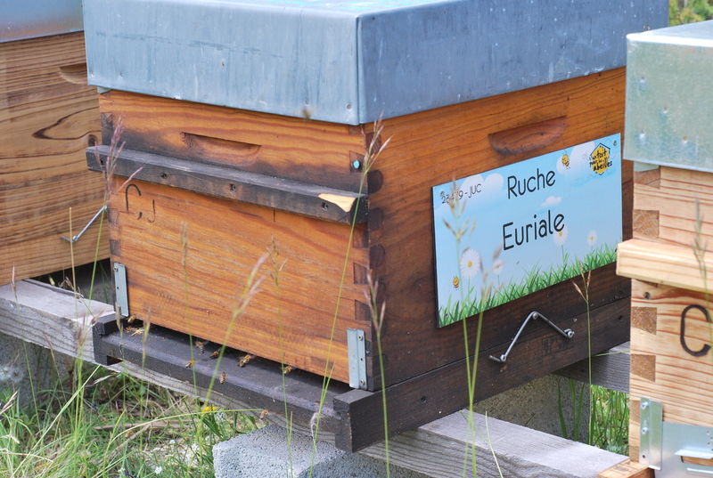La ruche Euriale