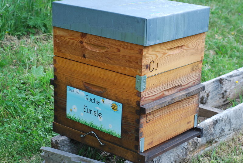 La ruche Euriale