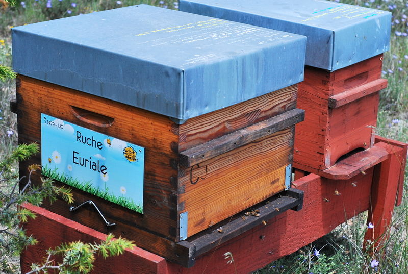 La ruche Euriale