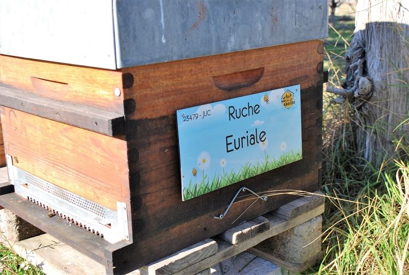 La ruche Euriale