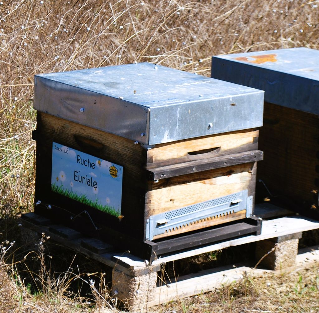 La ruche Euriale