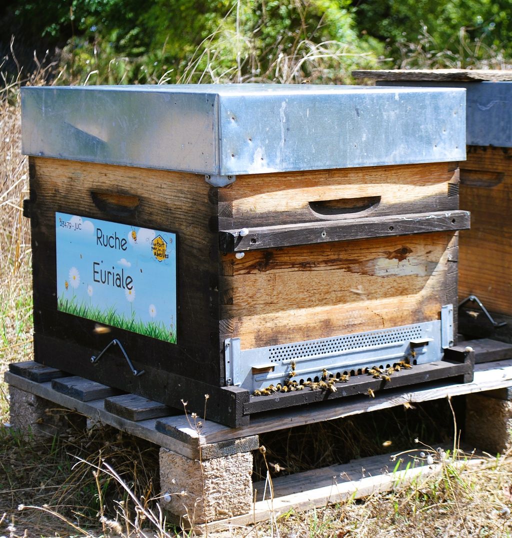 La ruche Euriale