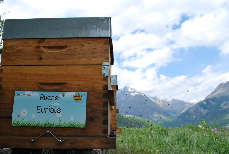La ruche Euriale