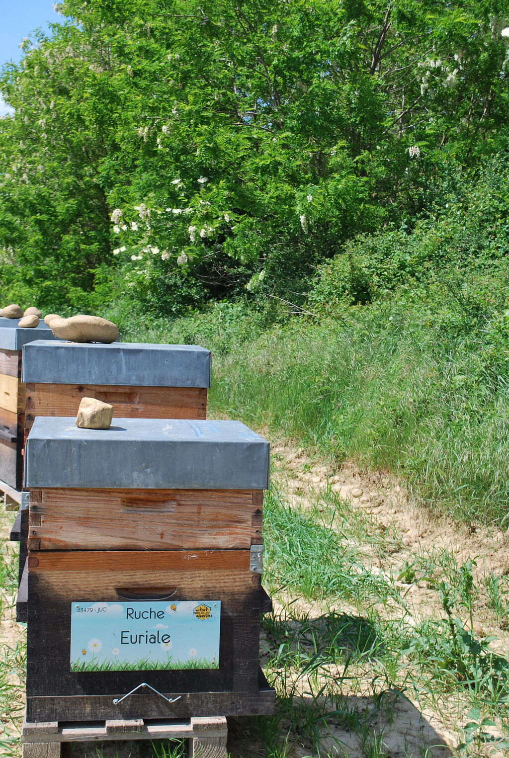 La ruche Euriale