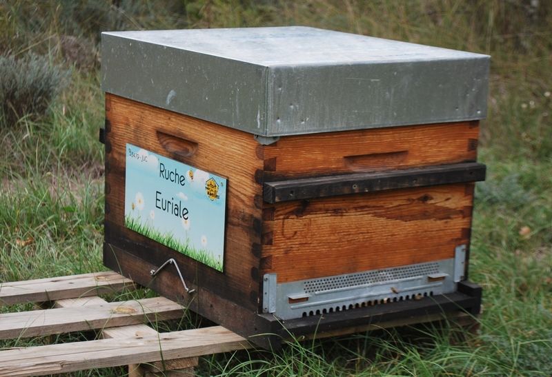 La ruche Euriale