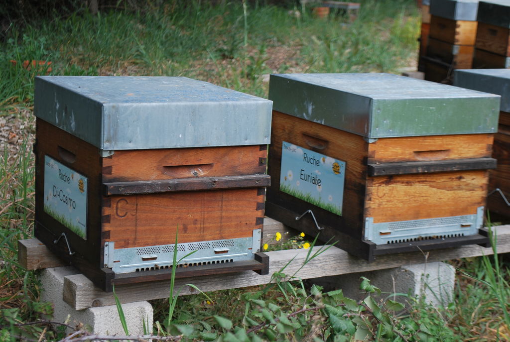 La ruche Euriale