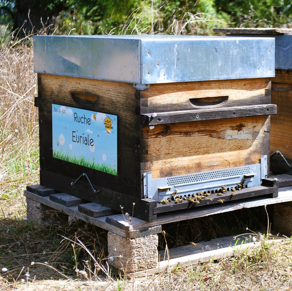 La ruche Euriale