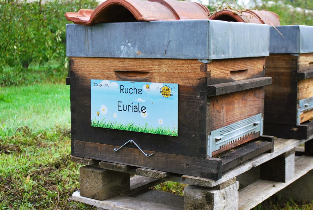 La ruche Euriale
