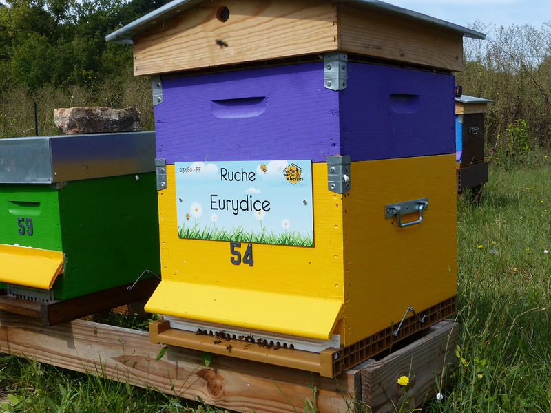 La ruche Eurydice