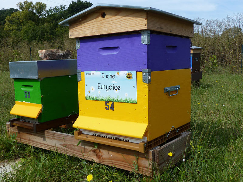 La ruche Eurydice