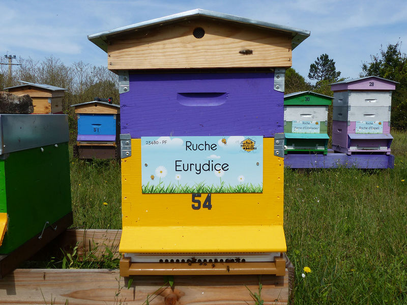La ruche Eurydice