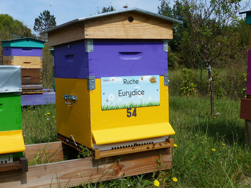 La ruche Eurydice