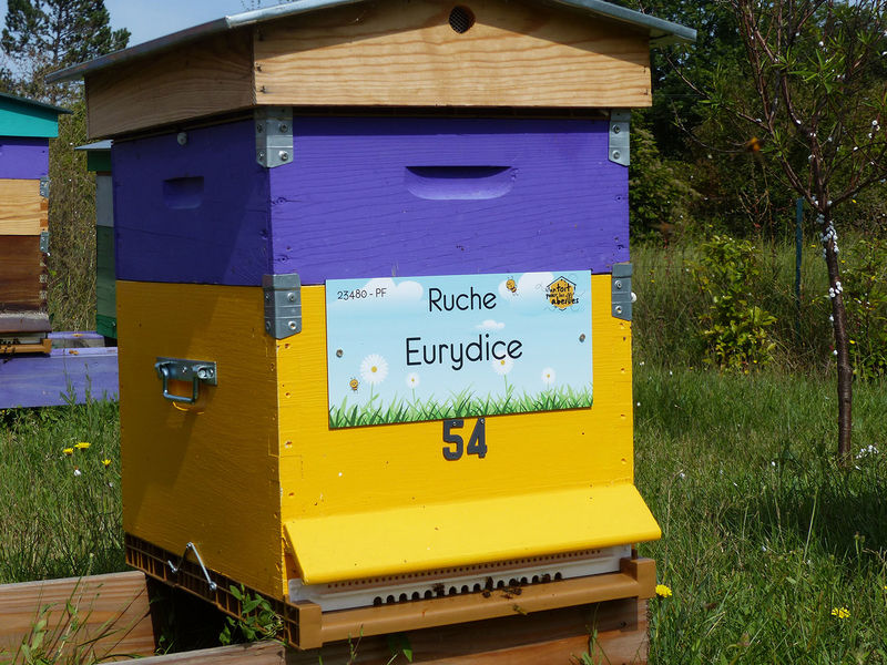 La ruche Eurydice