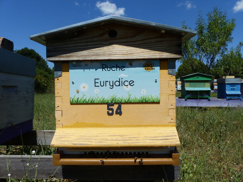 La ruche Eurydice