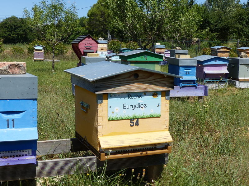 La ruche Eurydice