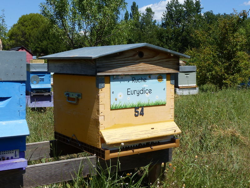 La ruche Eurydice