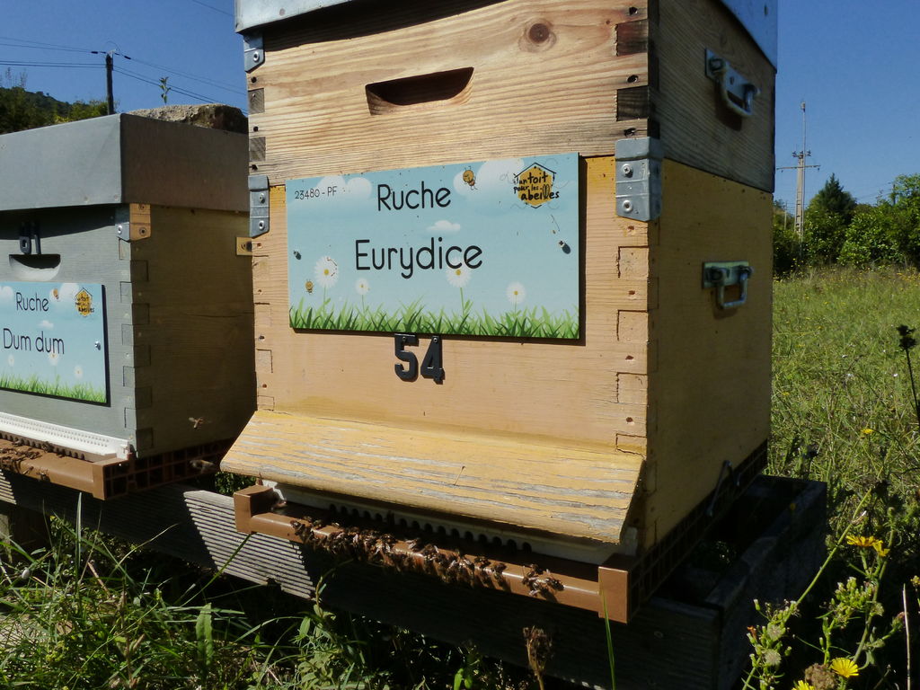 La ruche Eurydice