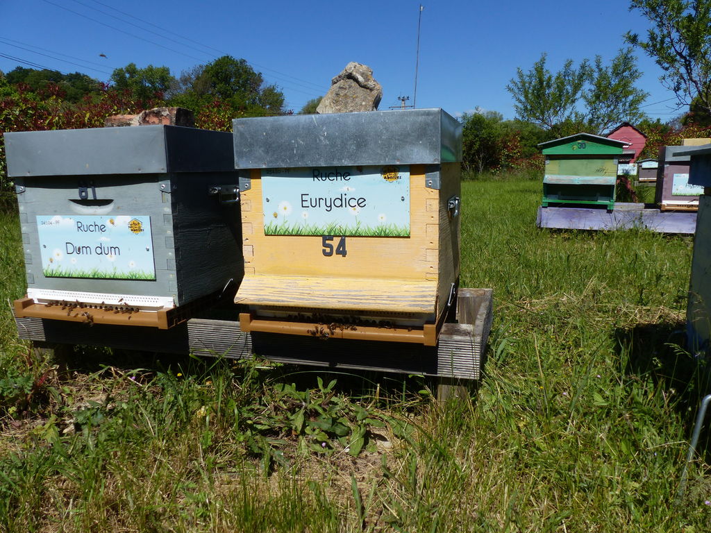 La ruche Eurydice