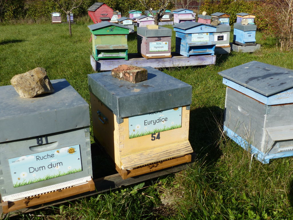 La ruche Eurydice