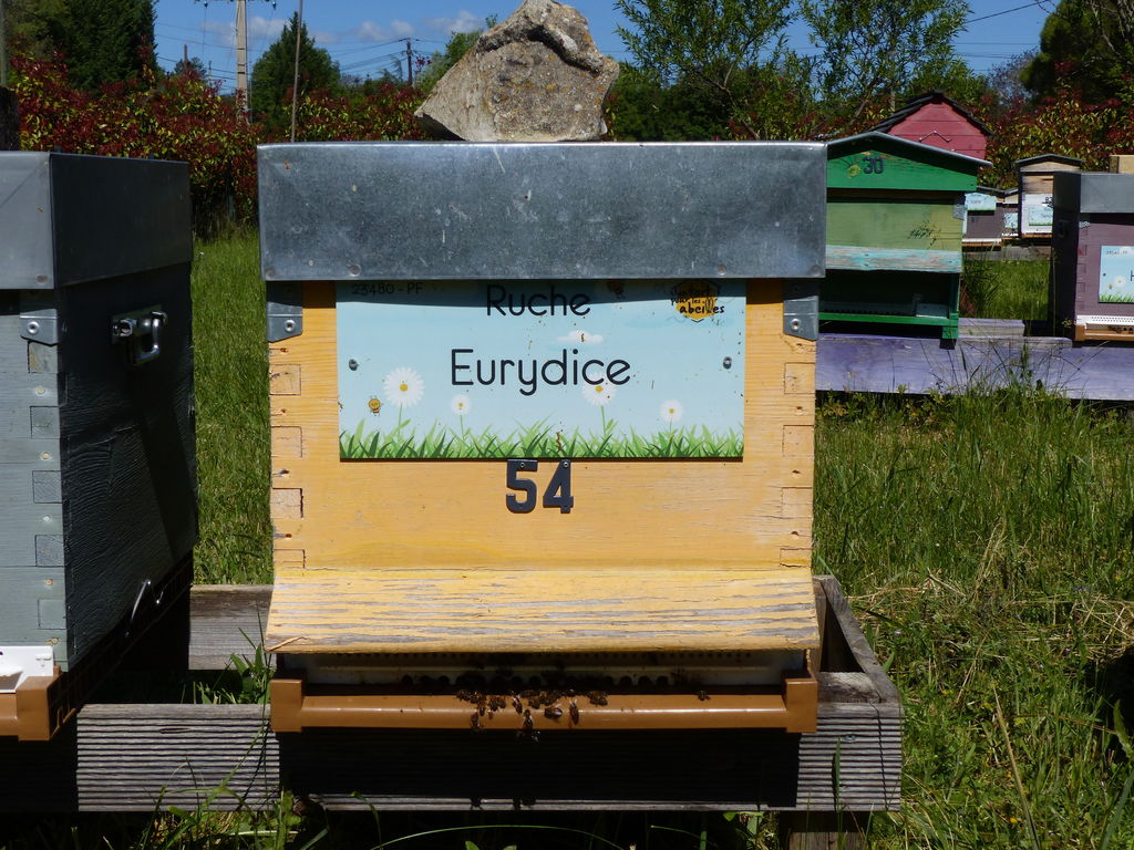 La ruche Eurydice