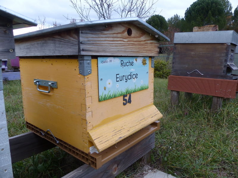 La ruche Eurydice