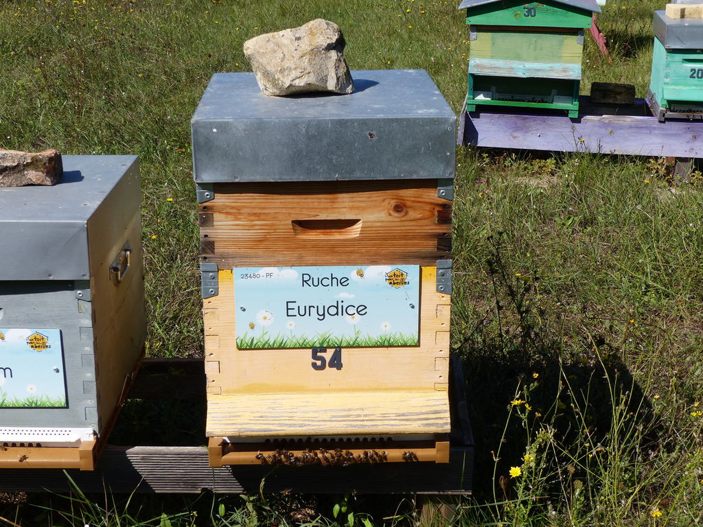 La ruche Eurydice