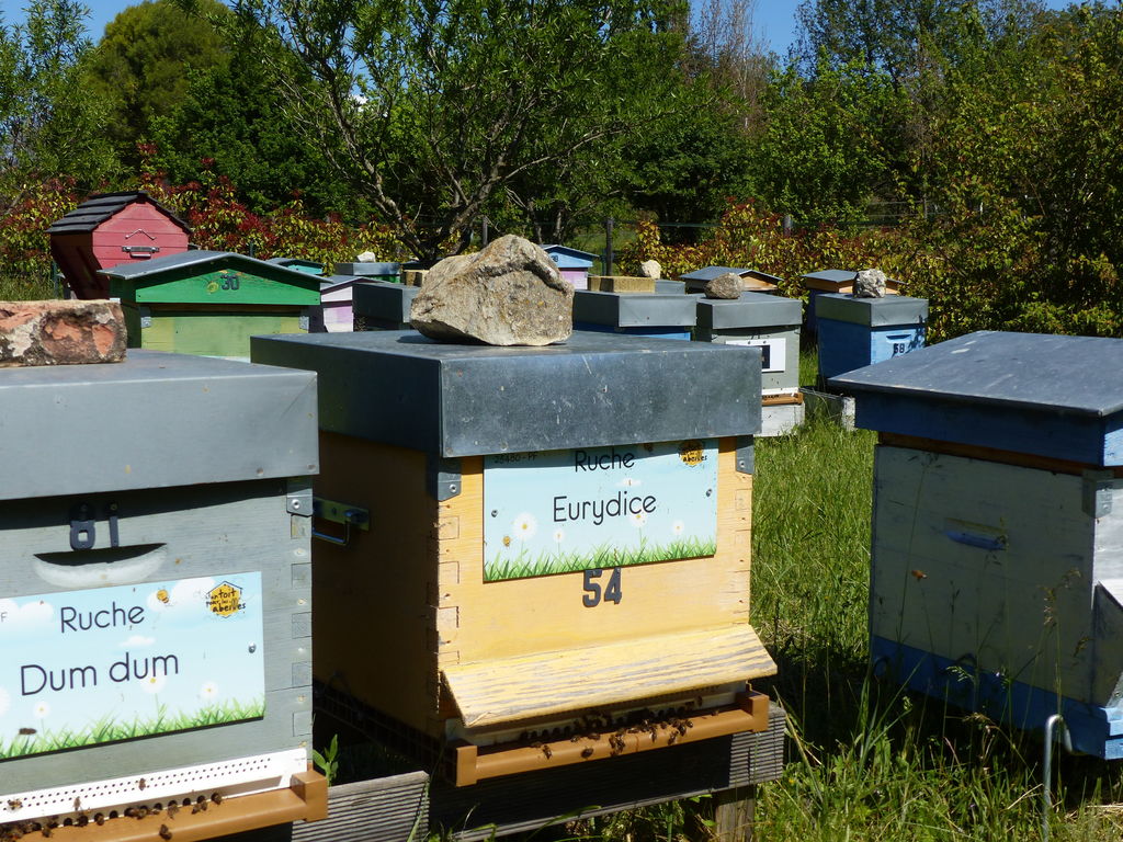 La ruche Eurydice